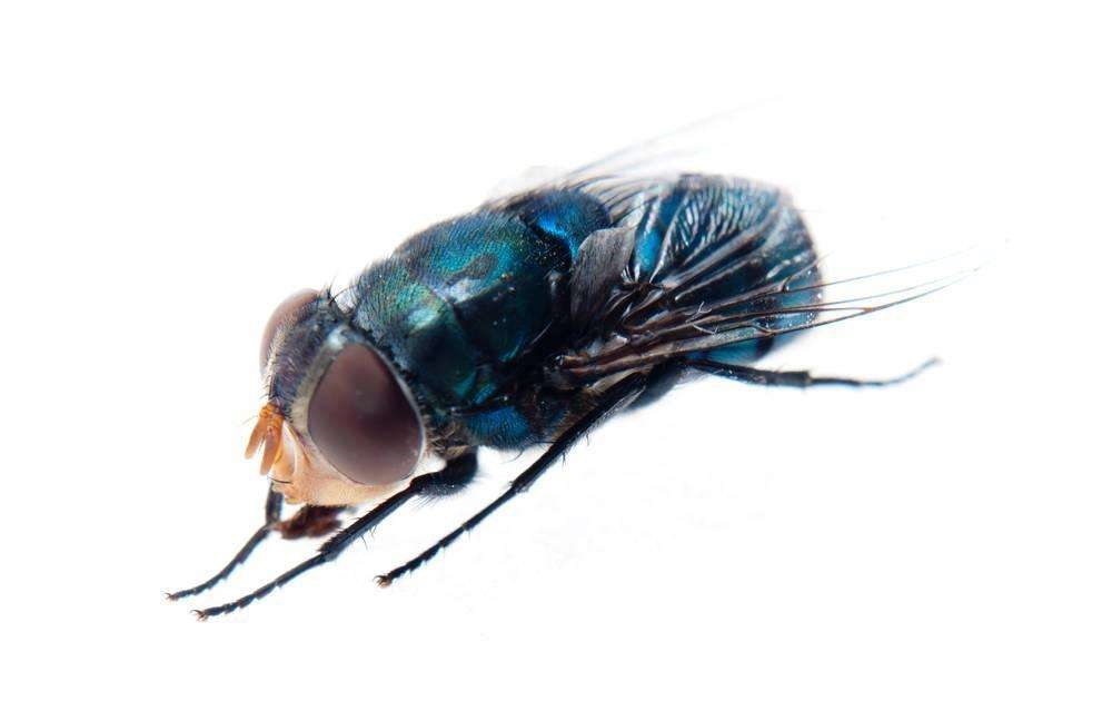 蝇类幼虫的化学防治法