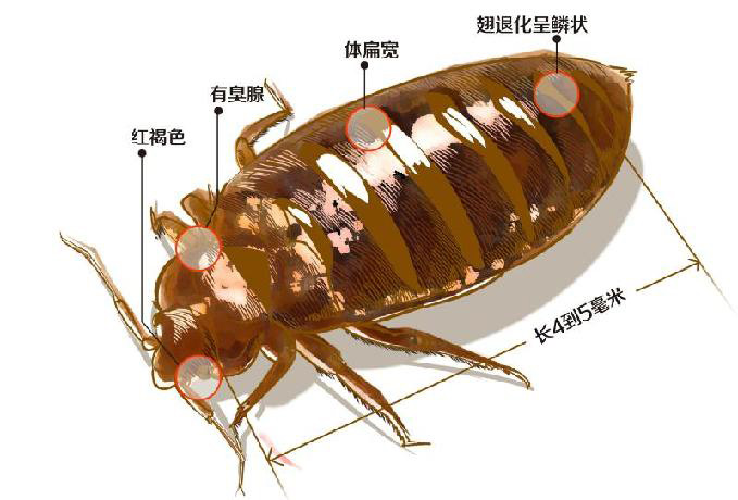 臭虫防治方案