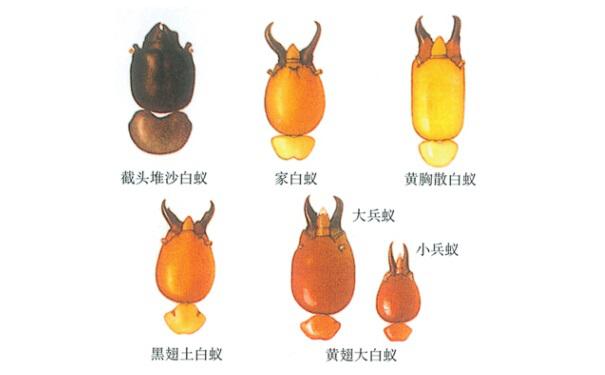 白蚁防治有效的方法介绍？