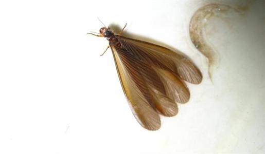 老房子发现白蚁出没，应该如何解决